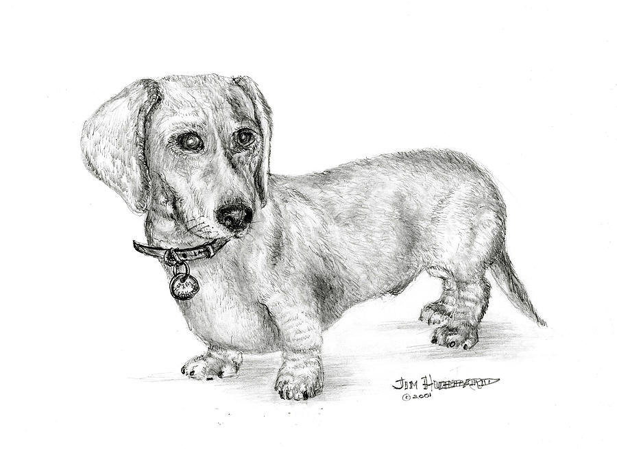900x655 Dachshund Drawing - Dachshund Drawing