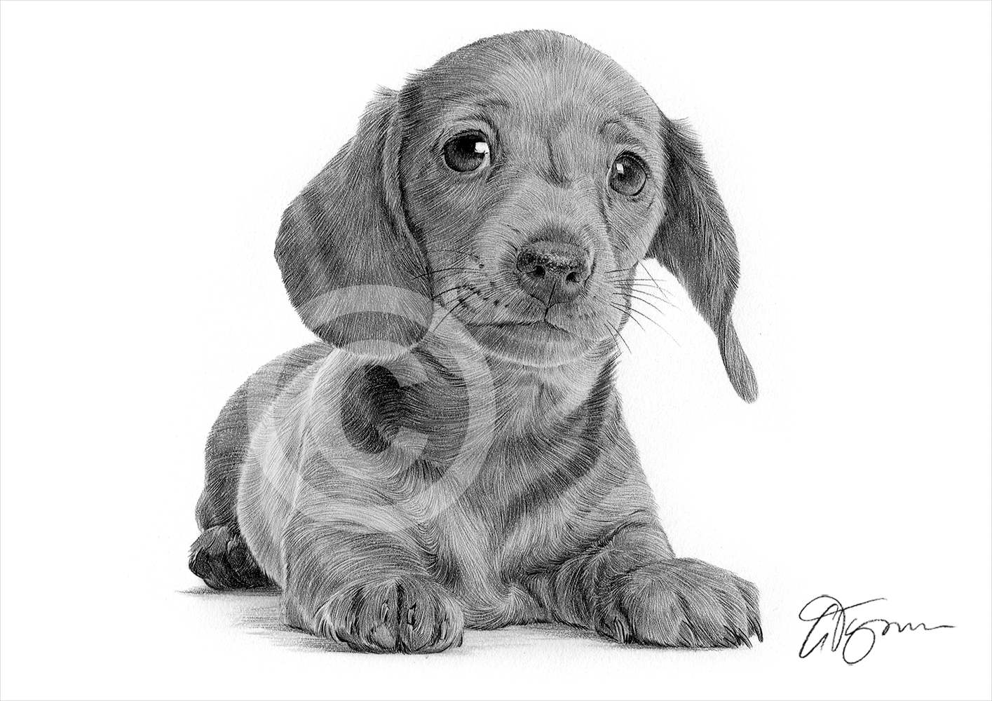 1415x1000 Dachshund Puppy Dog - Dachshund Drawing