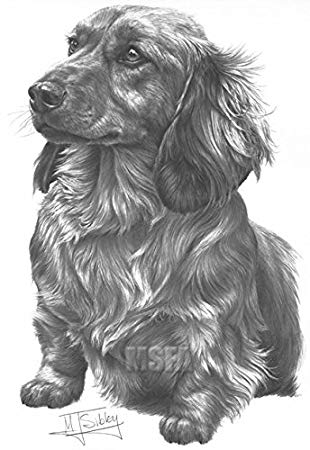 310x450 Gdf Galleries Long Haired Dachshund Drawing Giclee Print - Dachshund Drawing