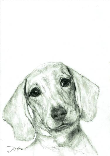 375x532 Hello Dachshund Drawing - Dachshund Drawing