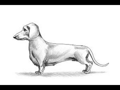 480x360 How To Draw Dachshund Step - Dachshund Drawing