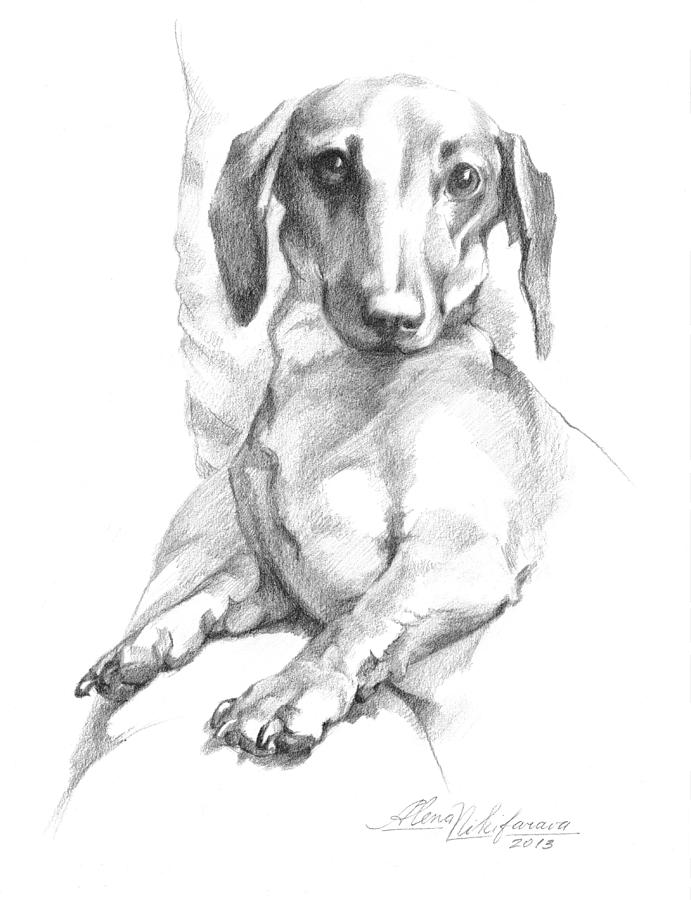691x900 Mini Dachshund Sitting In A Chair Drawing - Dachshund Drawing