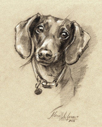 336x420 Print Dog Dachshund Portrait Doxie Sketch Drawing - Dachshund Drawing