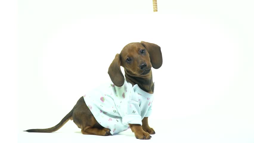 852x480 Royalty Free Dachshund Drawing Video Footage And Clips - Dachshund Drawing