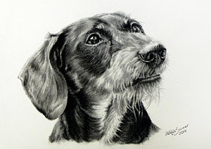 300x212 Wire Haired Dachshund Drawing - Dachshund Drawing