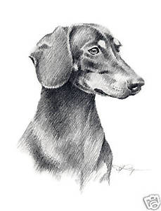 229x300 Dachshund Pencil Drawing X Art Print - Dachshund Drawing