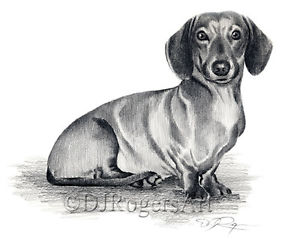 300x243 Dachshund Pencil Drawing X Dachshund Art Print - Dachshund Drawing