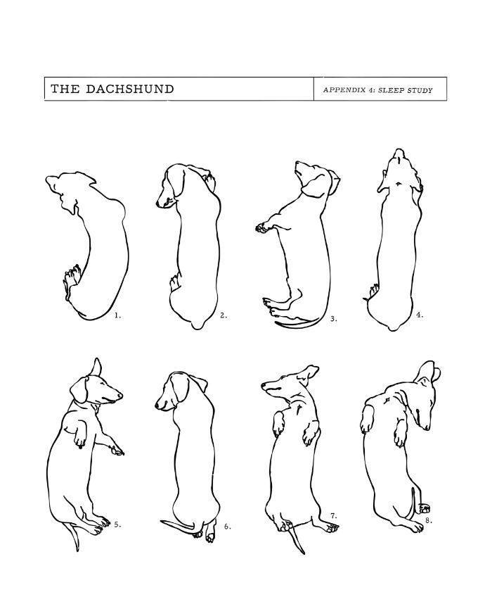 700x875 dachshund sleep study sketches of my pet dachshund's sleeping - Dachshund Line Drawing