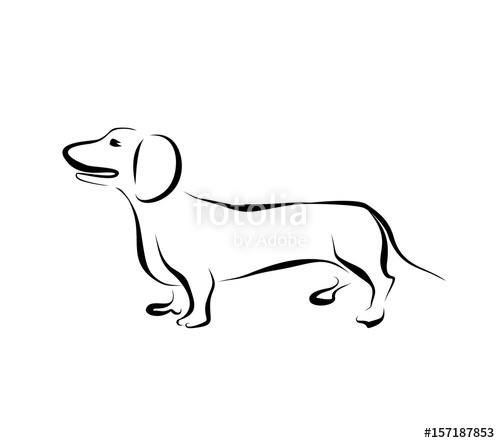 500x443 Drawing Dachshund Silhouette Stock Image And Royalty Free Vector - Dachshund Line Drawing