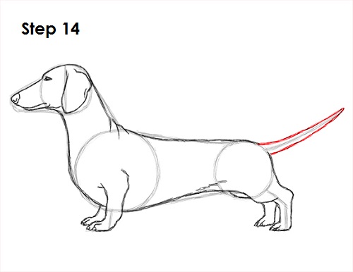 500x386 How To Draw A Dog - Dachshund Line Drawing