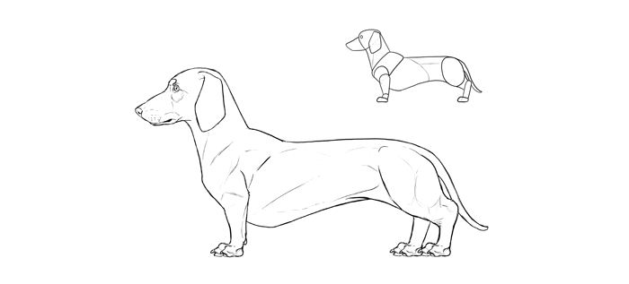 700x317 How To Draw A Dog Details Make The Difference - Dachshund Line Drawing