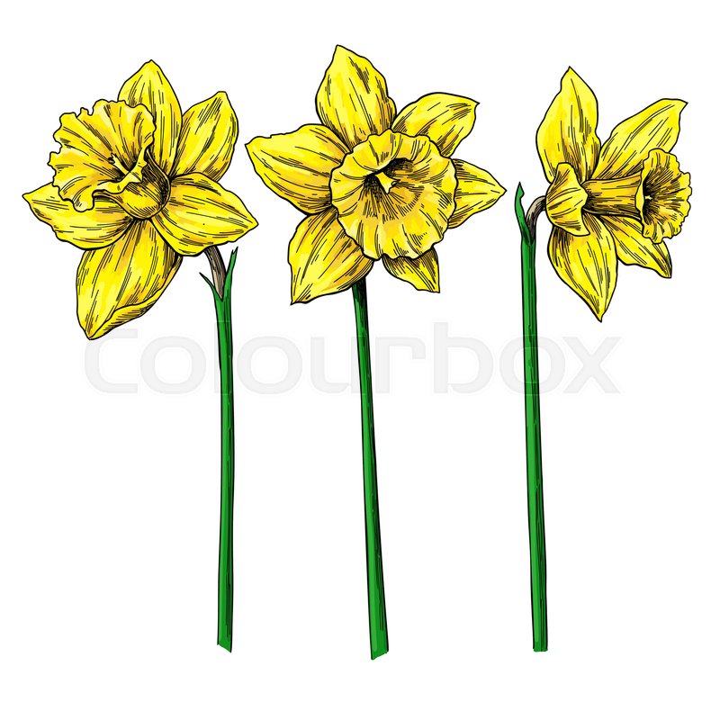 800x800 daffodil flower and leaves drawing stock vector colourbox - Daffodil Botanical Drawing