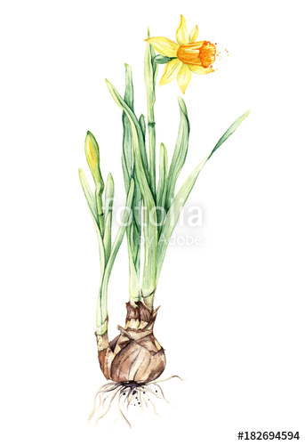 343x500 daffodil spring flower or narcissus, watercolor botanical - Daffodil Botanical Drawing