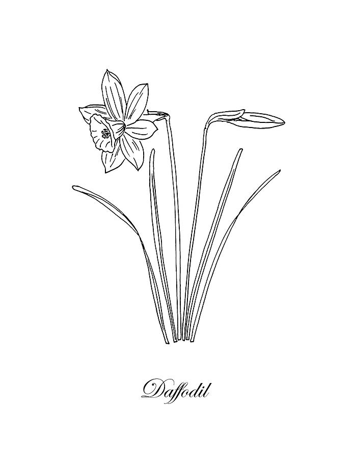 695x900 daffodil botanical drawing - Daffodil Botanical Drawing