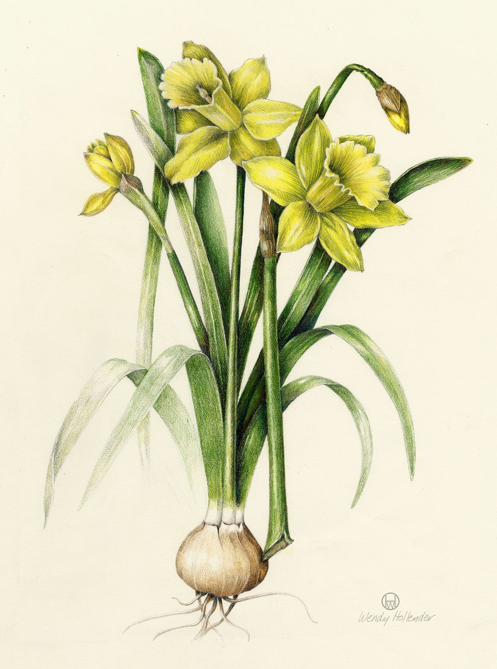 1000x1345 daffodil from the collection of botanical illustrations - Daffodil Botanical Drawing