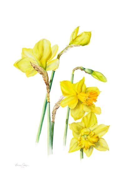 400x600 daffodils botanical art in daffodils - Daffodil Botanical Drawing