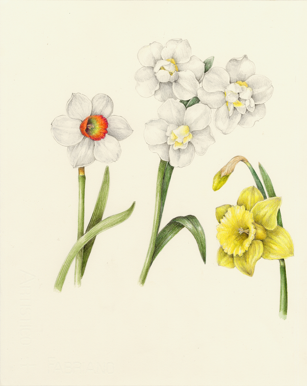 1000x1257 Flowers Botanical Artist Illustrator, Learn To Draw Art Books - Daffodil Botanical Drawing