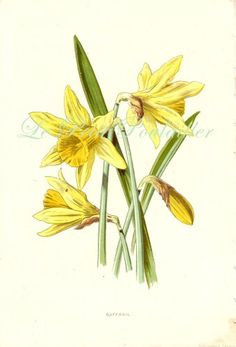 236x347 best daffodil botanical images daffodils, beautiful flowers - Daffodil Botanical Drawing