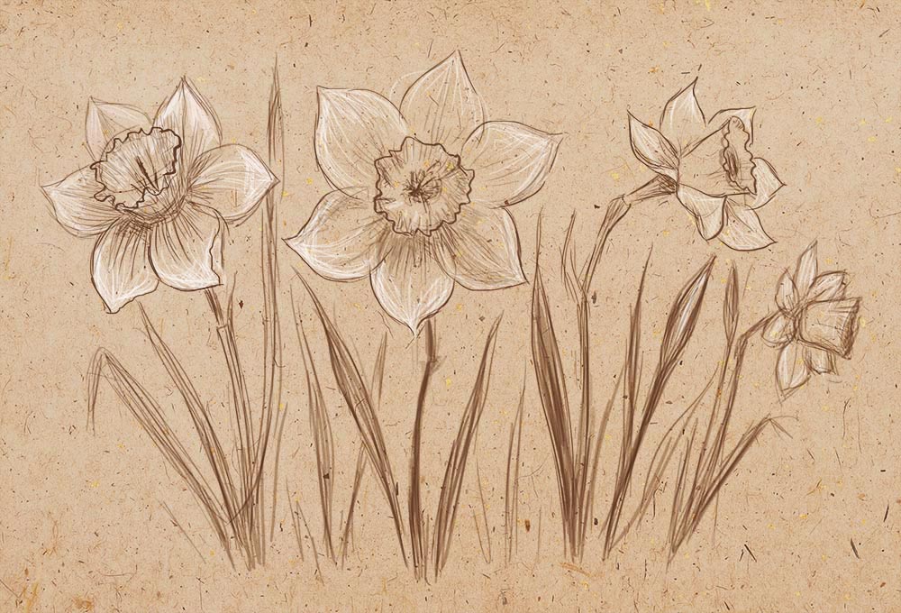 Daffodil Botanical Drawing at Explore collection