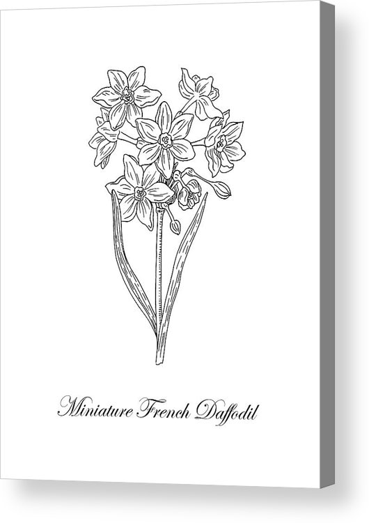 530x750 miniature daffodil botanical drawing black and white acrylic print - Daffodil Botanical Drawing