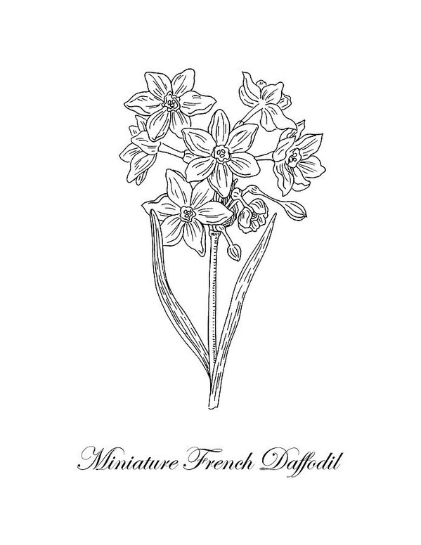 599x776 miniature daffodil botanical drawing black and white art print - Daffodil Botanical Drawing