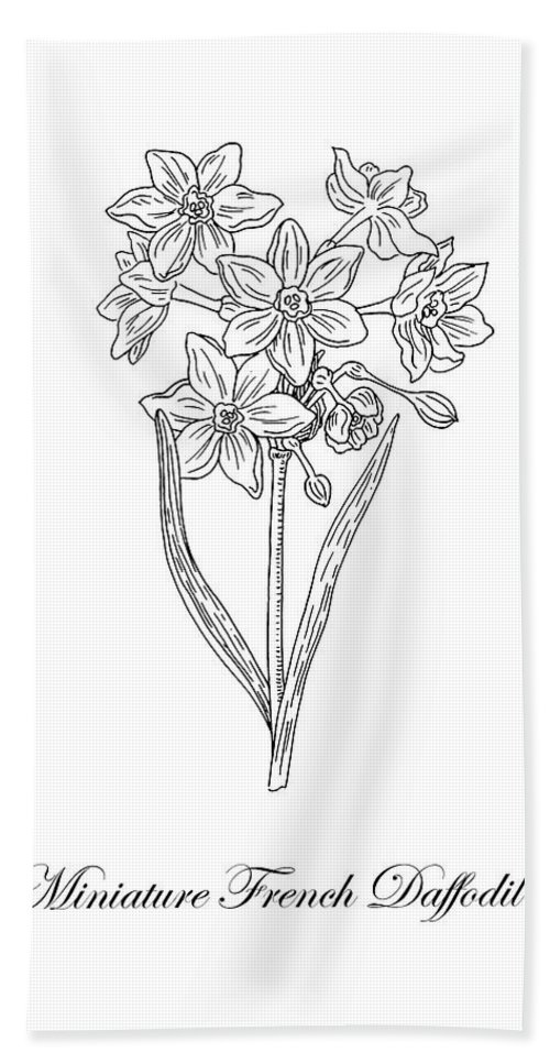 500x967 miniature daffodil botanical drawing black and white beach towel - Daffodil Botanical Drawing