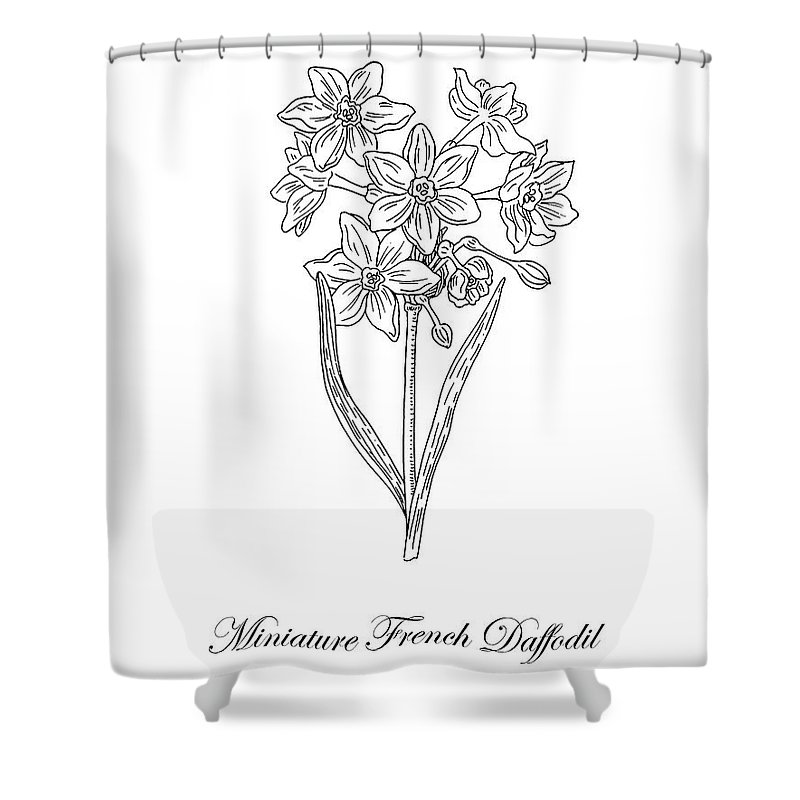 800x800 miniature daffodil botanical drawing black and white shower - Daffodil Botanical Drawing