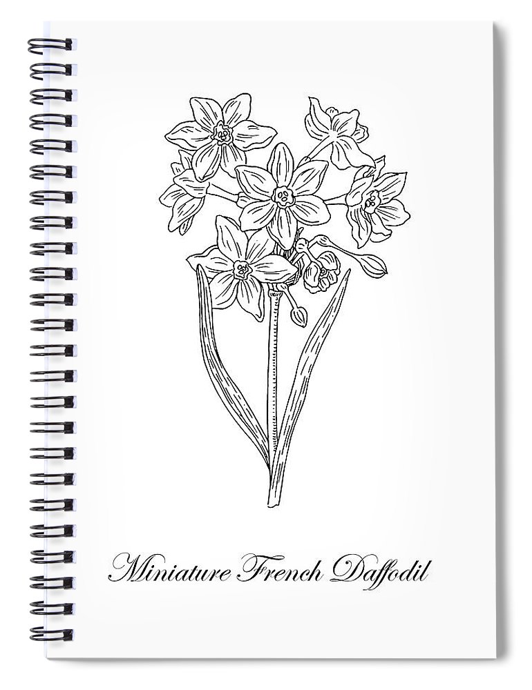 770x1000 miniature daffodil botanical drawing black and white spiral - Daffodil Botanical Drawing