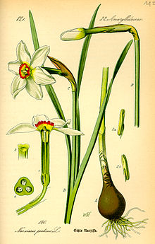 220x345 Narcissus - Daffodil Botanical Drawing