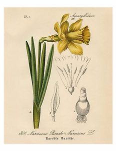 232x300 narcissus daffodil yellow botanical illustration print, x - Daffodil Botanical Drawing