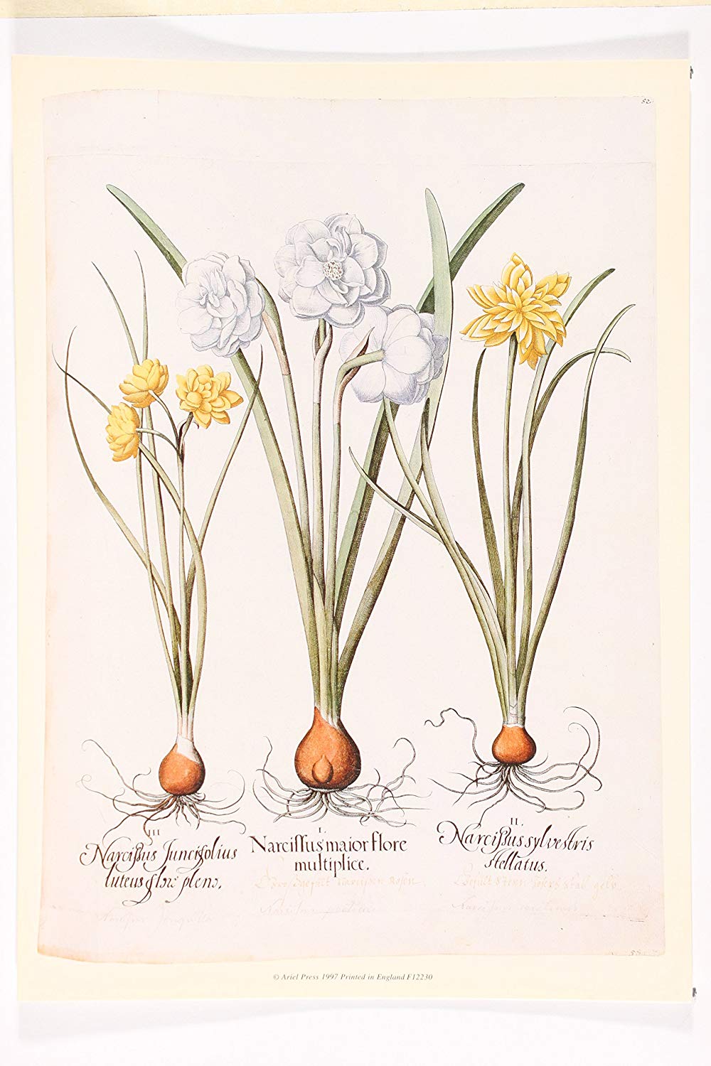 1000x1500 ariel press daffodil botanical ii poster print - Daffodil Botanical Drawing