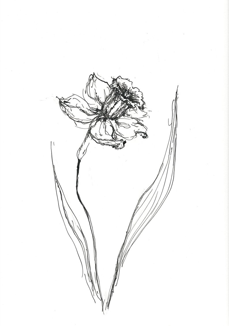 794x1130 narcissus sketch daffodil sketch original sketch art etsy - Daffodil Botanical Drawing