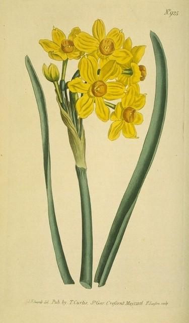 375x640 polyanthus narcissus, daffodil, botanical illustration - Daffodil Botanical Drawing