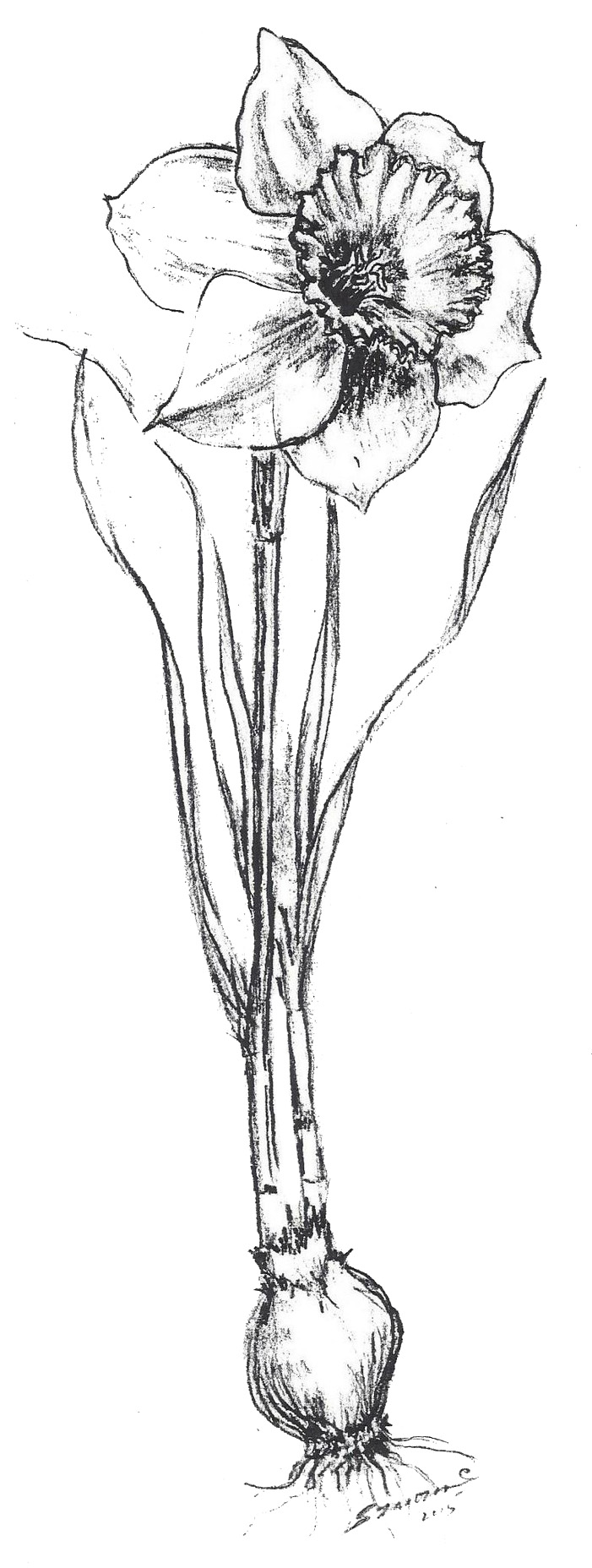 701x1856 Town And Country Garden Club - Daffodil Botanical Drawing