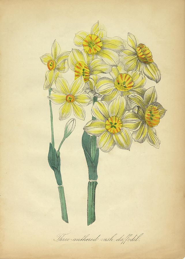 642x900 victorian botanical illustration of three anthered rush daffodil - Daffodil Botanical Drawing