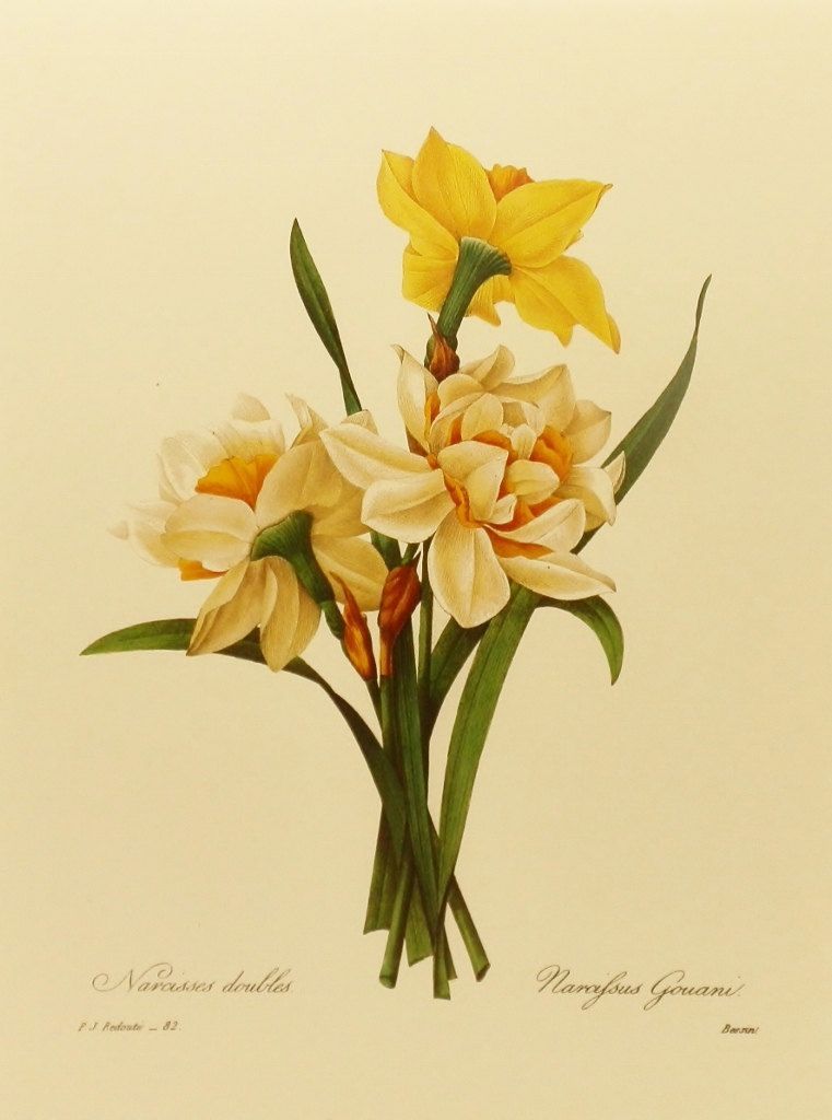 761x1024 vintage double daffodil, redoute flower print, spring home decor - Daffodil Botanical Drawing