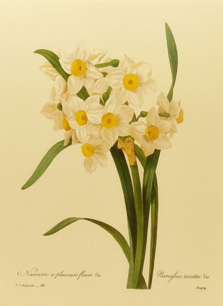 747x1024 vintage paper white daffodil, redoute flower print, botanical - Daffodil Botanical Drawing