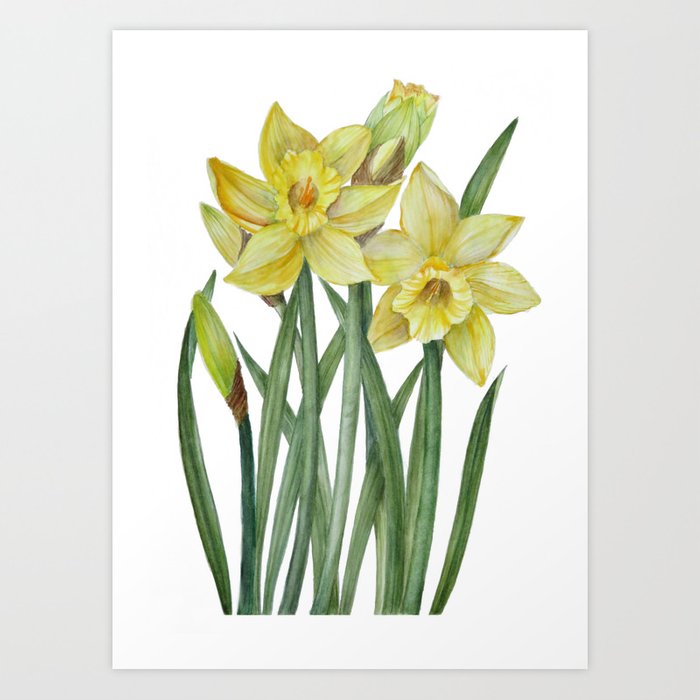 Daffodil Botanical Drawing at Explore collection