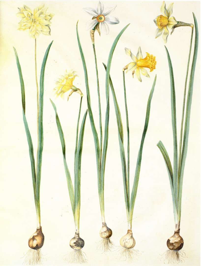 818x1080 bulbs daffodils flora and fauna botanical drawings, daffodils - Daffodil Botanical Drawing