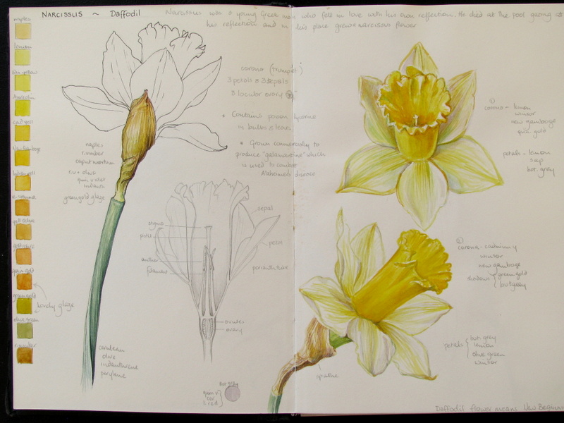 800x600 botanical sketches and other stories daffodil days - Daffodil Botanical Drawing