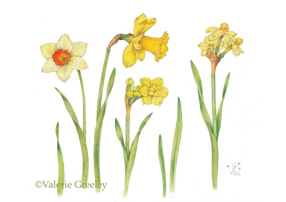 570x403 botanical illustration daffodil print etsy - Daffodil Botanical Drawing