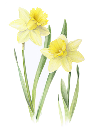 300x413 Rose Marie James Botanical Art, Paintings - Daffodil Botanical Drawing