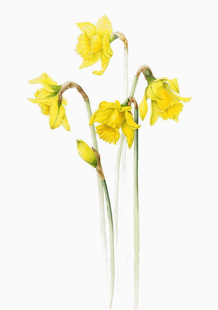 705x1000 cornish daffodils botanical art botanical drawings, flower art - Daffodil Botanical Drawing