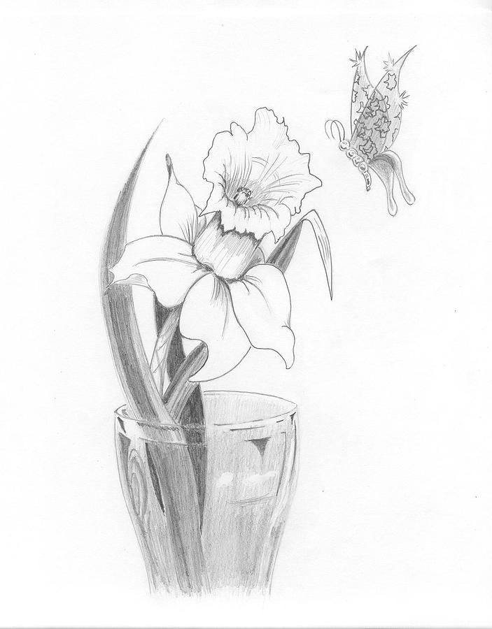 703x900 daffodil dream drawing - Daffodil Drawing