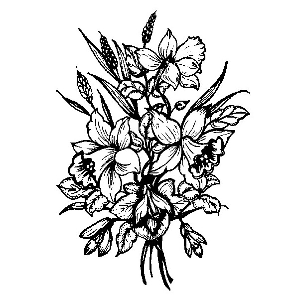600x600 daffodil drawing free download - Daffodil Drawing