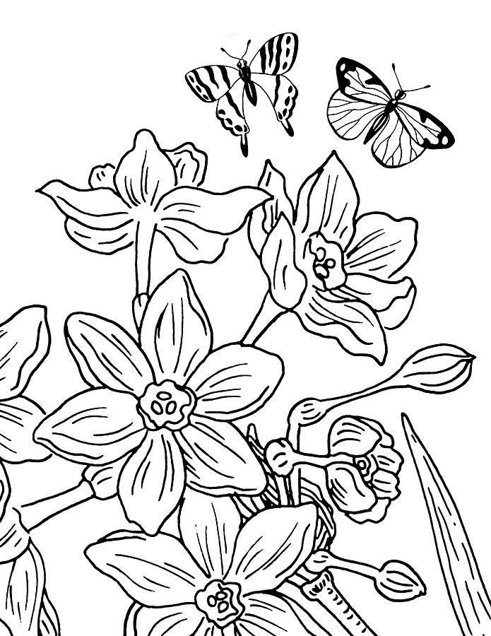 695x900 daffodils and butterflies drawing drawing - Daffodil Drawing
