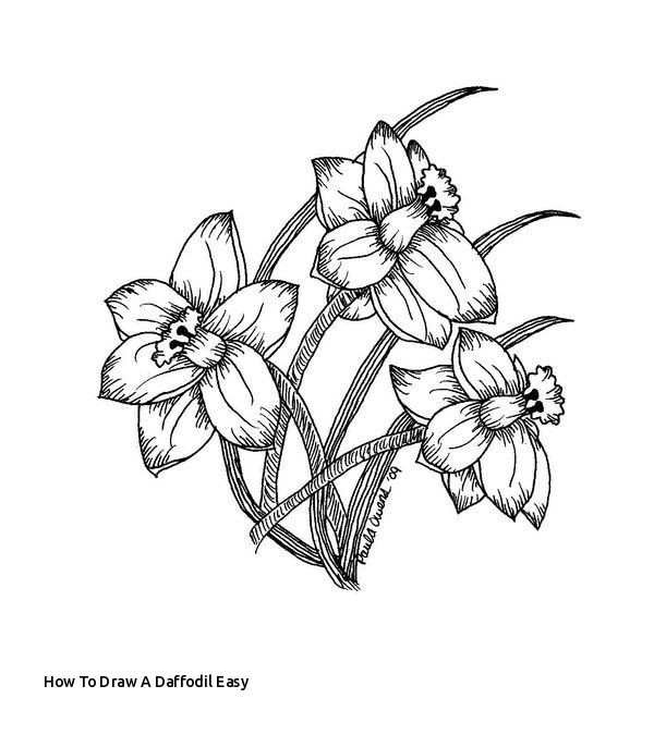 Daffodil Drawing at PaintingValley.com | Explore collection of Daffodil ...