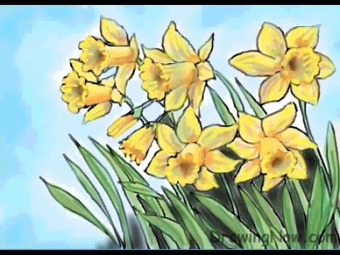 480x360 how to draw daffodils - Daffodil Drawing