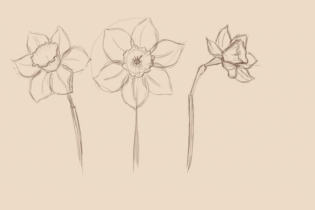 1024x683 how to draw a daffodil - Daffodil Drawing