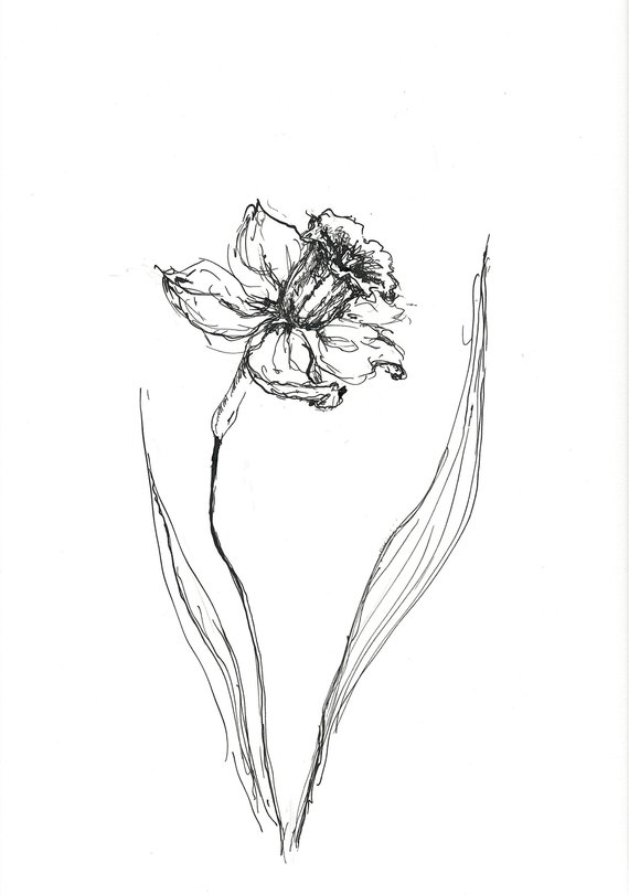 570x811 narcissus sketch daffodil sketch original sketch art etsy - Daffodil Drawing